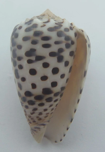 Cono cono picado por pulgas Conus pulicarius