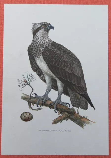 Fischadler (Pandion haliaetus)  Flußadler  Eagle  Farbdruck 1958 Ornithologie