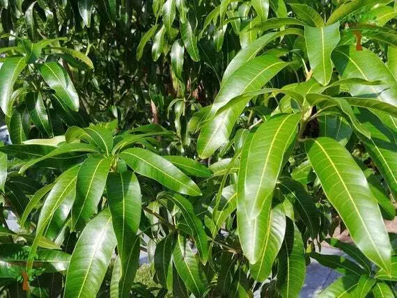 Rebanadas de hojas de mango secas ORGÁNICAS (2-5 cm) Té casero de hojas de...