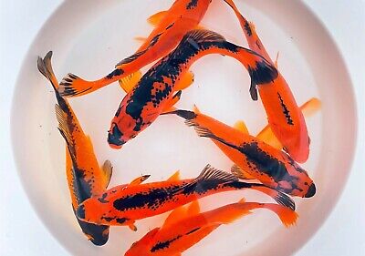 1" - 3" Comet Red Black Goldfish Live Fish for Pond *FREE SHIPPING*