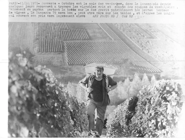 75 Paris #Pp1189 Sancerre Recolte Du Vin Vignes Vignoble Vendanges