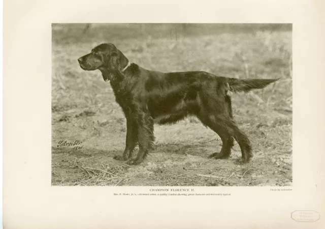 Gordon Setter Named Dog Original Antique Dog Print Page From 1906