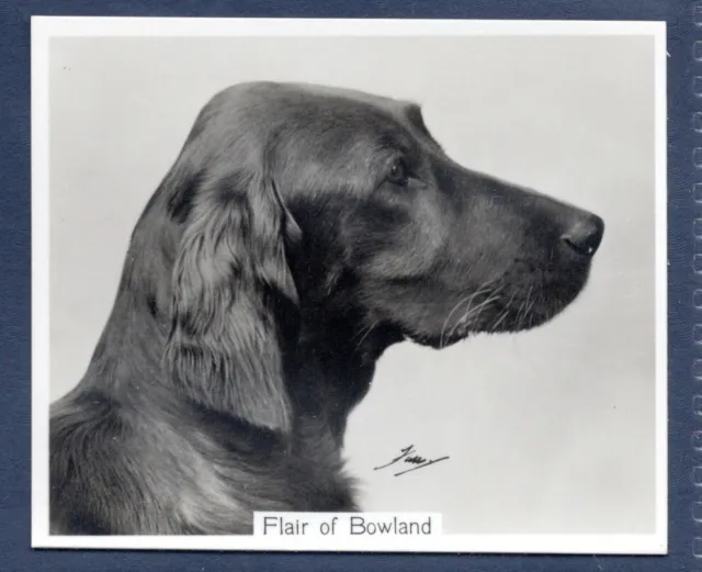 IRISH SETTER- Original CHAMPION DOGS 1930's Photographic Cigarette Card
