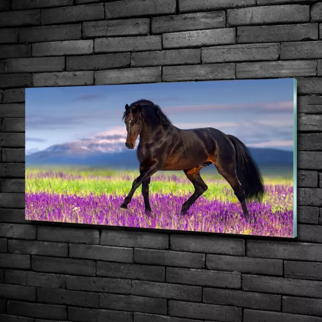 Wandbild aus Plexiglas® Druck auf Acryl 100x50 Tiere Pferd Lavendelfeld