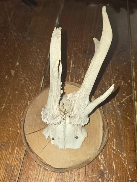 Six Trophées Antiques De Chevreuils Sur Des Plaques En Bois