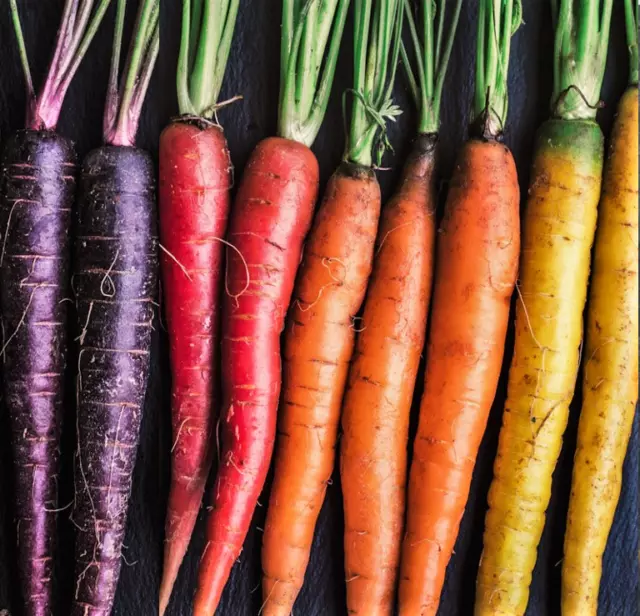 Rainbow Mix Carrot Seeds | Purple Red Yellow Orange Kaleidoscope Blend Seed 2024