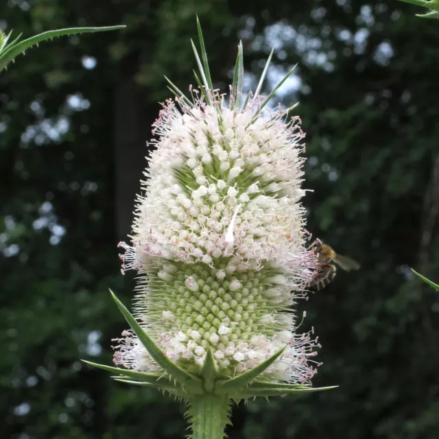 Wilde Karde (Dipsacus fullonum) Bio - ca. 100 Samen 3