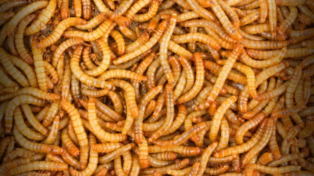 Live Mealworms - 50 - 10,000 - Large 3/4" - 1" - Reptile Food