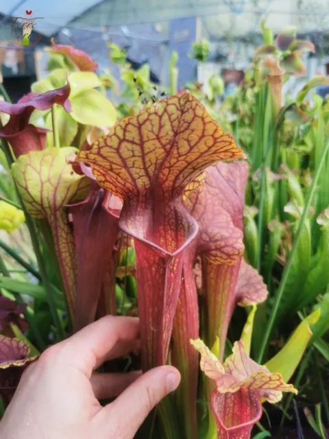 Sarracenia x "Floor is Lava" / SUPER RARE / EXCLU TerreAcrocs