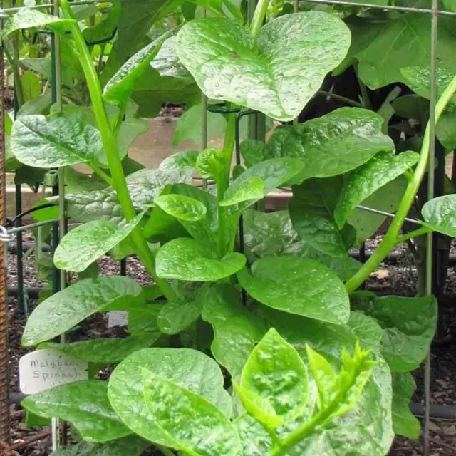 SPINACH Malabar (Ceylon) Green 15 seeds Autumn Winter Vegetable garden Easy grow