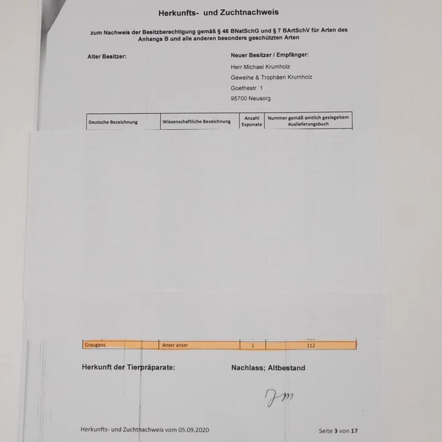 Anser Preparado Ganzpräparat Taxidermy Decoración Con Genehmigung A Venta #90.16 2