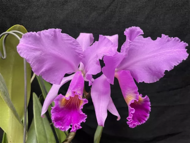 Astro Jaguar on X: Schombocatonia Mem. Louise Fuchs X. Cattleya