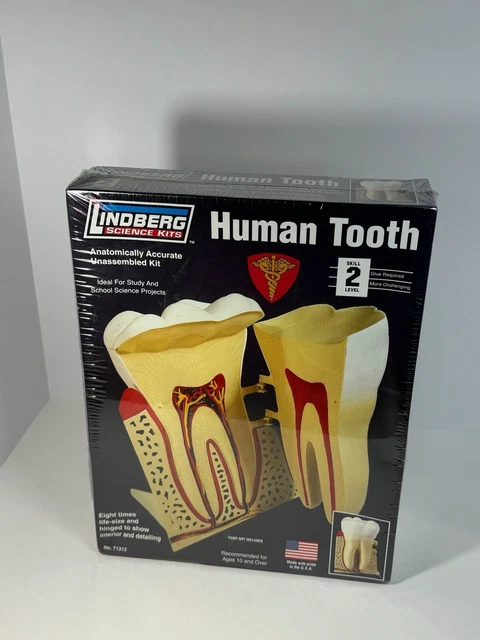 HUMAN TOOTH Anatomically Accurate Model - NIB Sealed Lindberg Science Kit