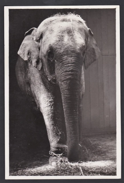 Lot De 2 Photos Anciennes (1933) - Construction Du Zoo De Vincennes, éléphants Letrosne
