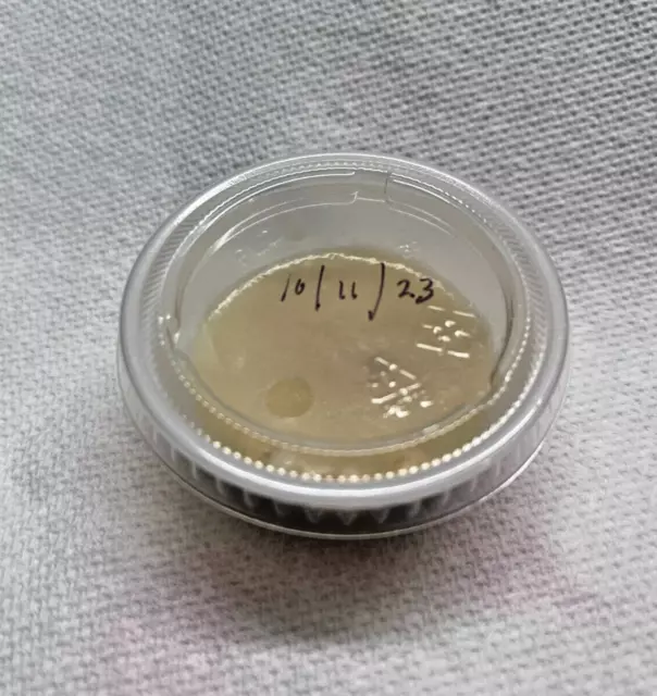 Micro Worm Starter Culture Live Food For Fry And Other Small Fish Free Shipping