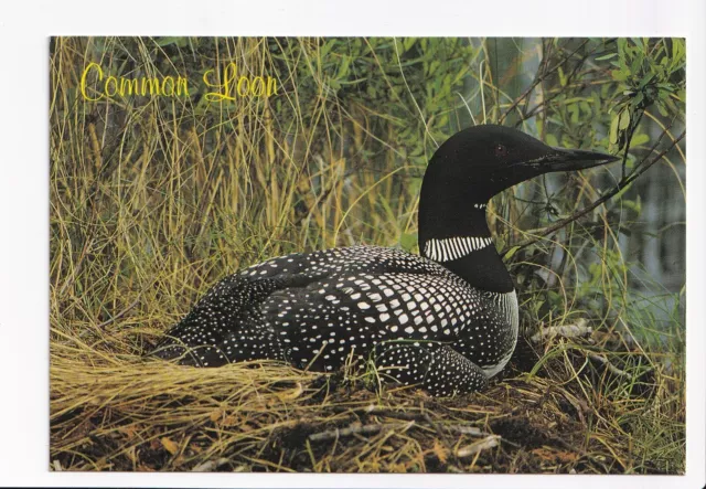 Vintage Postcard Continental Nesting Common Loon