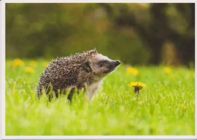 Ansichtskarte / Postkarte: kleiner Igel und Löwenzahn -  hedgehog