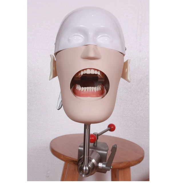 HS Dental Simulator Manikin Phantom Bench Mount Teeth Tooth Typodont Display US