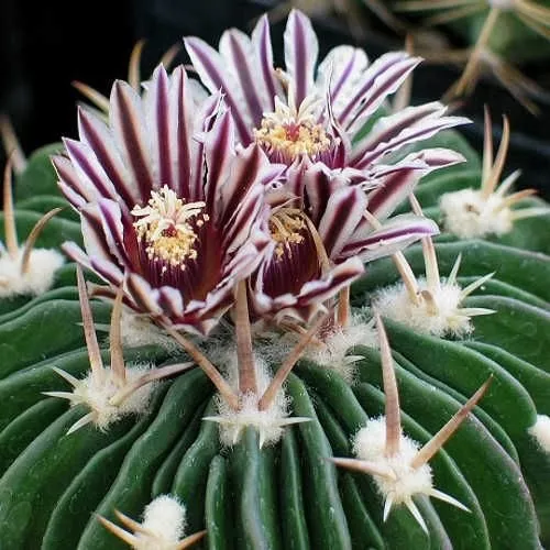 WAVE CACTUS (Echinofossulocactus pentacanthus) 10 seeds