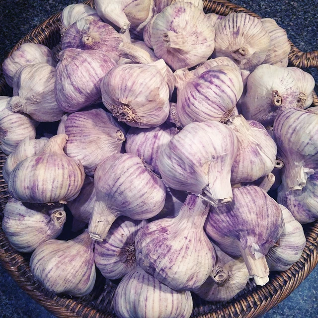 PURPLE ITALIAN GARLIC Bulbs 110lbs Fresh Organic Heirloom Plant or