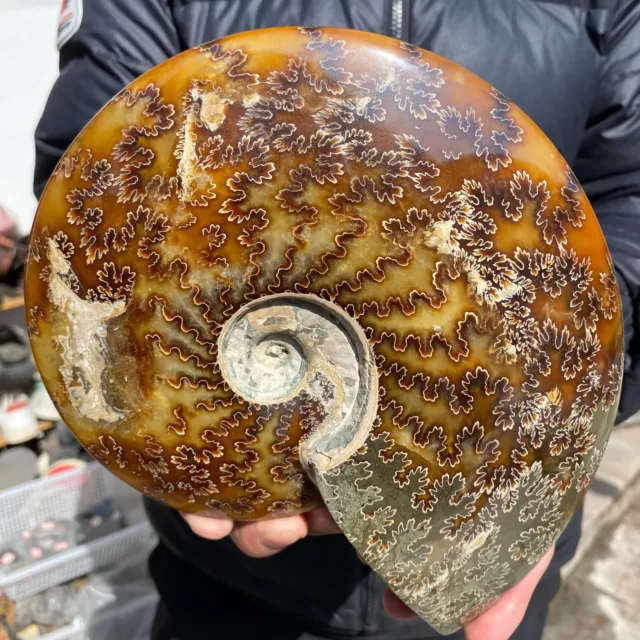 4.7lb Large Rare Natural Ammonite Fossil Conch Crystal Specimen Healing