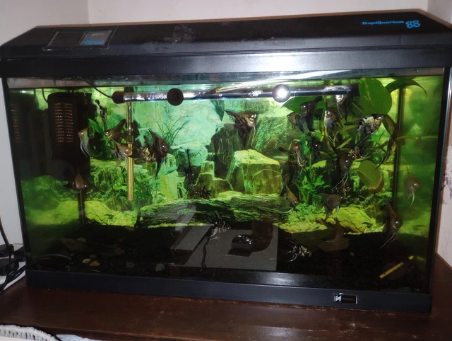 Tropical Fish Tank Aquarium Fully Setup