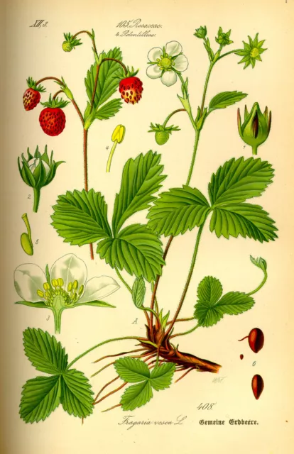 200 Semillas de Fresa de Bosque (Fragaria Vesca) seeds