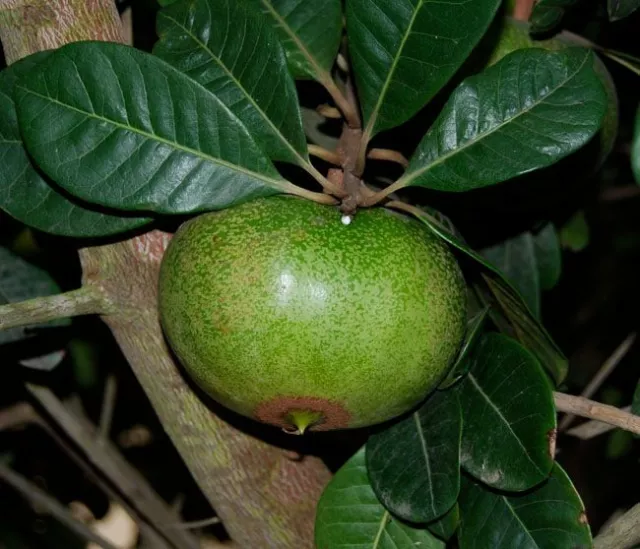 Lucuma - Fresh Exotic Fruit From Peru. 2