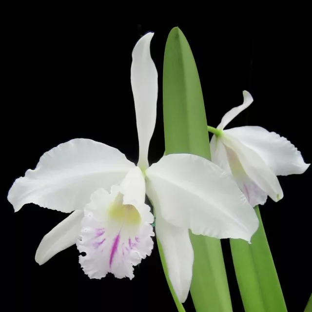 Laelia Cattleya Canhamiana Primary Hybrid Orchid Plant – BUDS in sheath