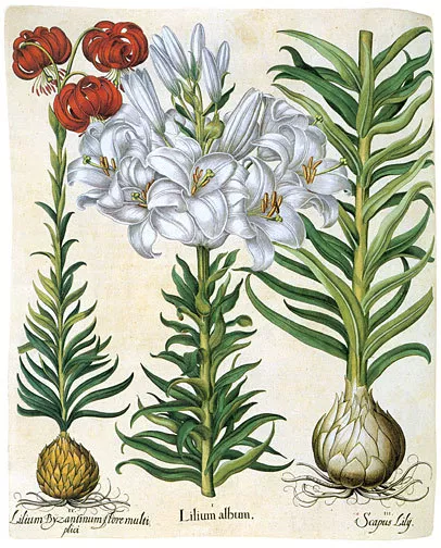 Lily 22x30 Hand Numbered Ltd. Edition Botanical Garden Flower Art Print