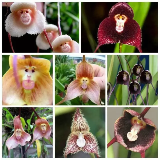 30 pcs Monkey Face Orchid Seeds fresh monkey face seeds Rare Flowers Plant seeds