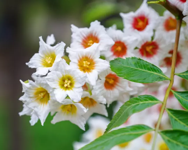 5 YELLOWHORN TREE Xanthoceras Sorbifolium White Yellow Red Fragrant Flower Seeds