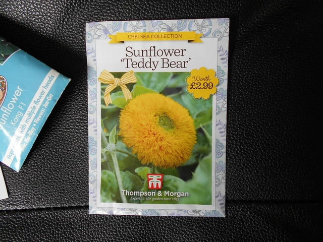 Semi Di Girasole Orso Teddy - Fiori Soffici E Dorati Per - Foto 11