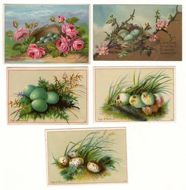 BIRD NEST EGGS Speckled Blue Roses 4 VICTORIAN Greeting Cards 1880's