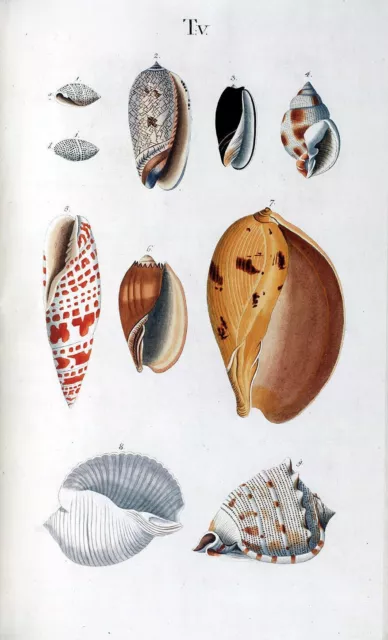 Seashells Poster 18th Century Nature Marine Reef Sea Shell Antique Repro Print 4