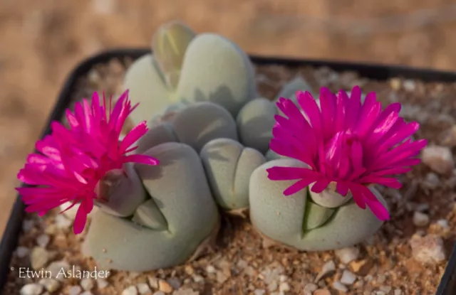 Selection of South African Mesembryanthemum Seeds ~ Including Conophytums.