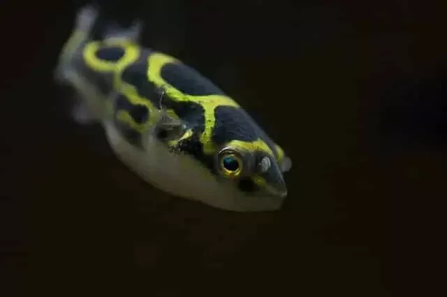 3x Figure Eight Puffer (1-1.25") Live Fish 2Day Fedex Shipping