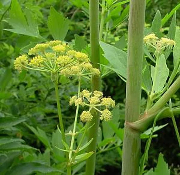 Levisticum Officinale - Lovage (800 Seeds) Perennial Herb