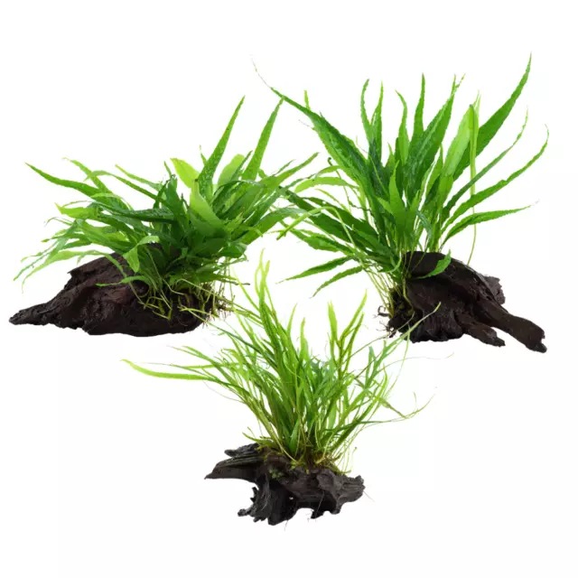 Aquarium Plante Sur Racine Tropica Nr.008 008A 008G Yws Set Mélange