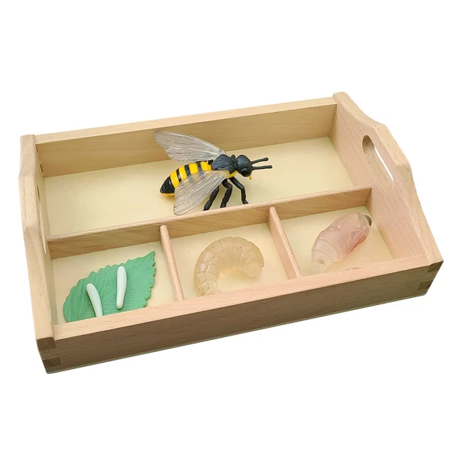MODELS OF HONEY Bee Life Cycle with Sorting Tray - MONTESSORI BIOLOGY ...