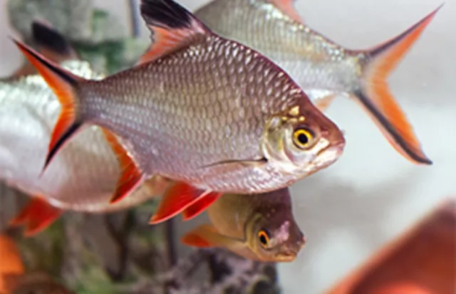 Tinfoil Barb Red Tail 2" Live Aquarium Fish Community tank schooling live fish