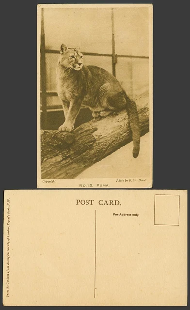 Carte Postale Ancienne - Jardin Zoologique Berlin Avec Faons Et Chatons - 1941