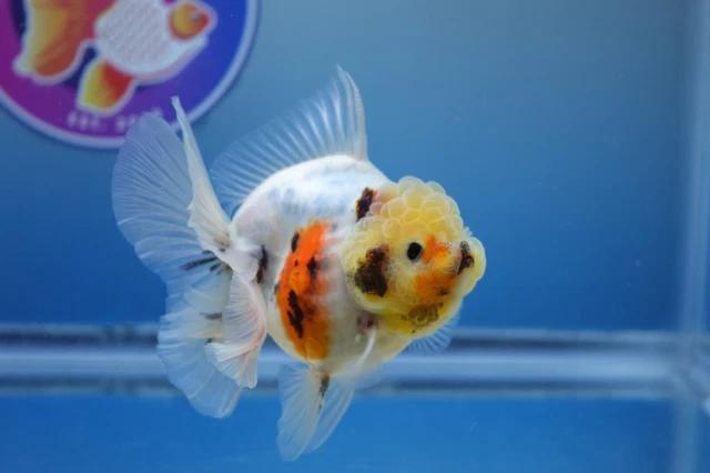 Live Fancy Goldfish Godzilla Tricolor Rosetail Oranda Female