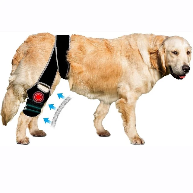 Fissazione post-operatoria Protezione per le gambe Cintura di supporto  Cane