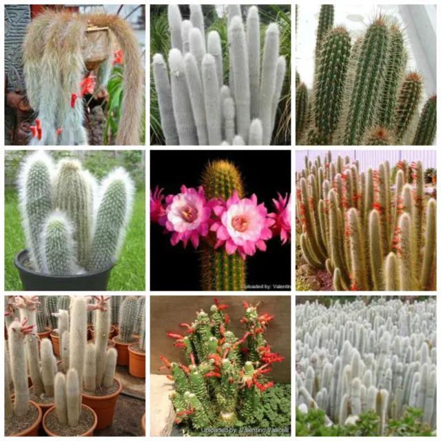 Cleistocactus mix seeds rare cactus exotic succulent plant 10 SEEDS + GIFT