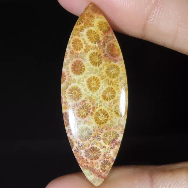 100% Natural 24.25 Cts FOSSIL CORAL 16x45x4 mm Marquise Cabochon Gemstones A89