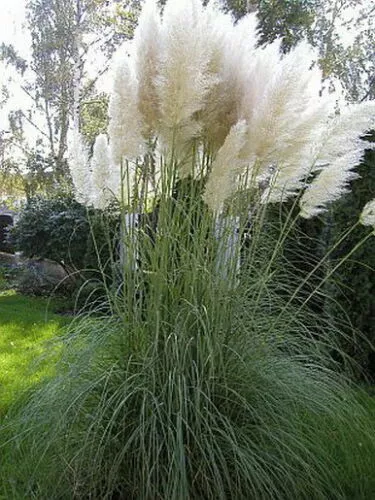 Cortaderia Selloana - Pampasgras - Weiss (25 Samen)