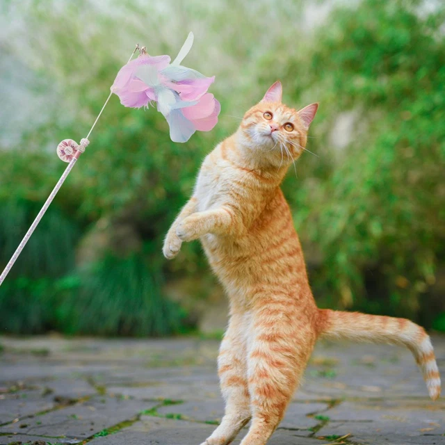 Jouet interactif pour chat, jouets en plumes pour animaux de compagnie, longue