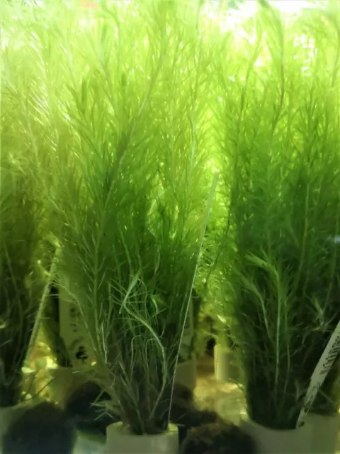 Mayaca Vendellii Fluviatilis - Plante Aquatique - Plante Aquarium