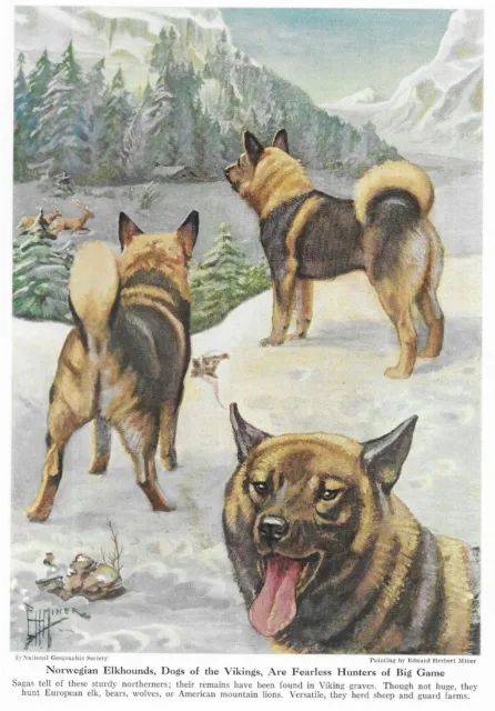 Norwegian Elkhound - CUSTOM MATTED - 1941 Vintage Color Dog Art Print